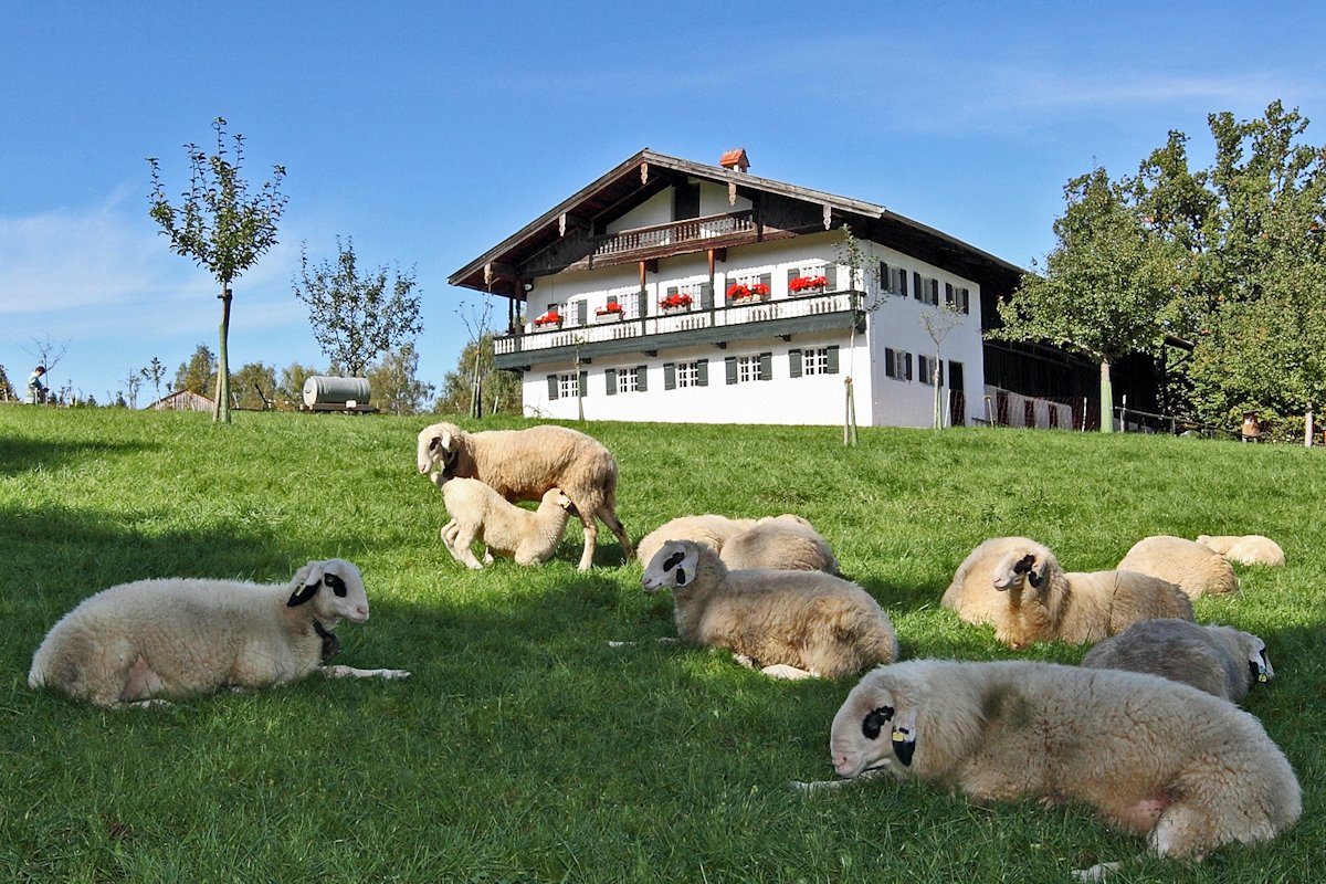 Freilichtmuseum Glentleiten Brillenschafe im Hintergrund der Hof aus Altenbeuern