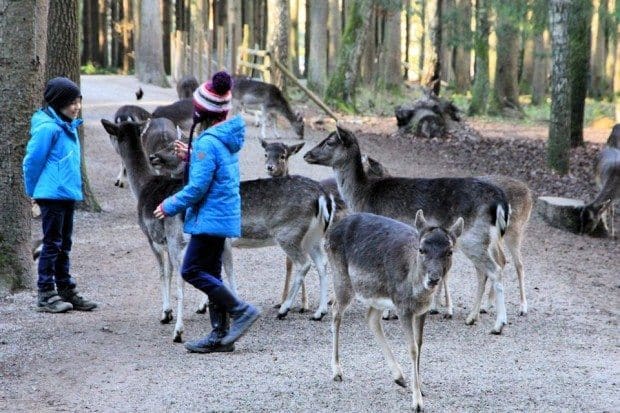 wildpark poing rehe