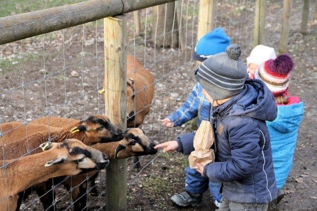 Wildpark Poing Ziegen fuettern