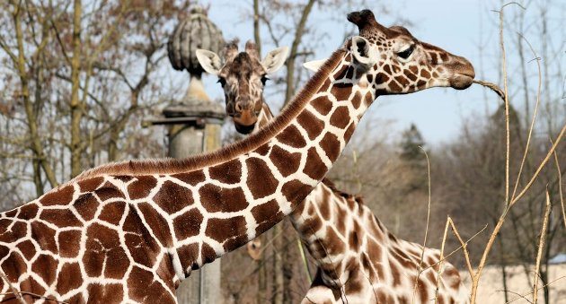 Giraffen im Tierpark Hellabrunn