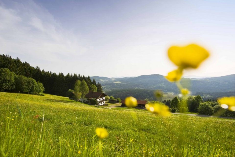 Der Bayerische Wald - KiMaPa