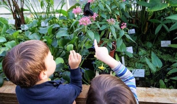 Kinder bewundern Schmetterling