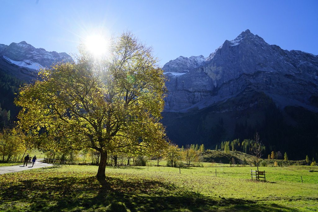 Ahornbaum und Karwendelgebirge