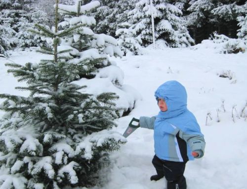 Christbäume selber schlagen und Bio-Weihnachtsbäume